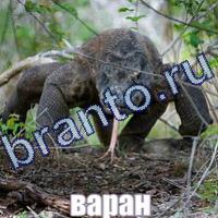 Слова: что на картинке решения в контакте