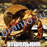 Помощь Слова: что на картинке