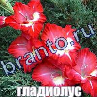 Слова что на картинке