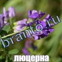 Слова: что на картинке в одноклассниках