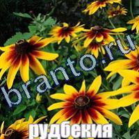 Игра Слова: что на картинке?