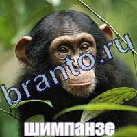 Игра Слова: что на картинке