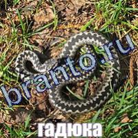 Слова что на картинке? ответы в картинках