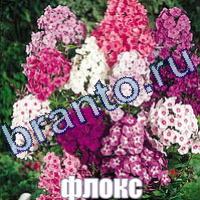 Игра Слова что на картинке