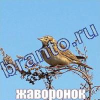 Ответы Слова: что на картинке?