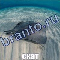 Слова: что на картинке одноклассники