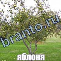 Слова: что на картинке