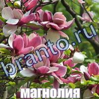 Слова что на картинке