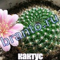 Игра Слова: что на картинке