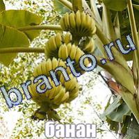 Слова: что на картинке ответы в картинках