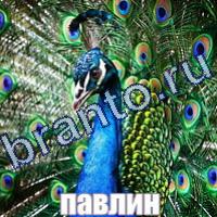 Слова что на картинке решения на все уровни