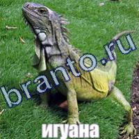 Слова что на картинке ответы скриншоты