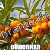 Слова что на картинке