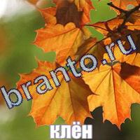 Слова что на картинке решения