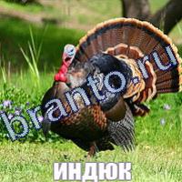 Слова: что на картинке