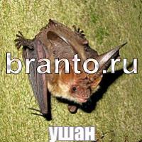 Слова: что на картинке найти ответы