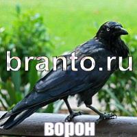 Слова что на картинке помощь