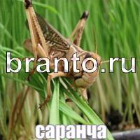 Слова что на картинке