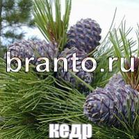 Слова что на картинке решения форум