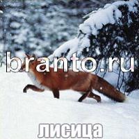 Слова что на картинке ответы в скриншотах