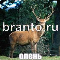 Слова что на картинке