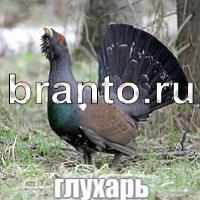 ответы на игру Слова: что на картинке?