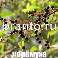 Игра Слова: что на картинке?