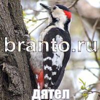 Слова: что на картинке решебник