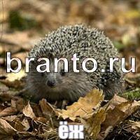 Слова: что на картинке? ответы в картинках