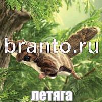 Слова: что на картинке?