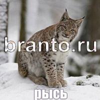 игра Слова: что на картинке ответы