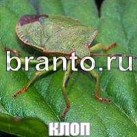 Слова: что на картинке ответы