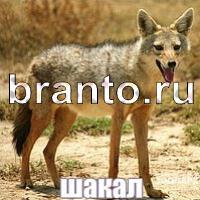 Слова: что на картинке