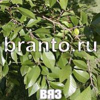 Слова что на картинке решения форум