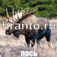 Слова что на картинке решения