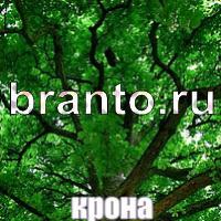 Слова: что на картинке в одноклассниках