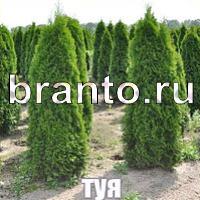 Слова: что на картинке? ответы