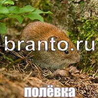 Игра Слова: что на картинке?