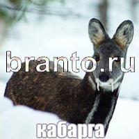 Слова: что на картинке решения