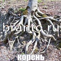 Слова: что на картинке