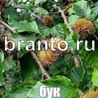 Слова: что на картинке ответы