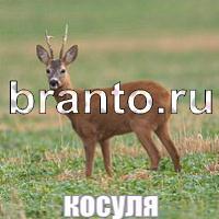 Игра Слова: что на картинке ответы в контакте