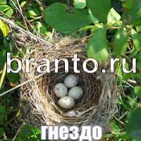 Слова: что на картинке в одноклассниках