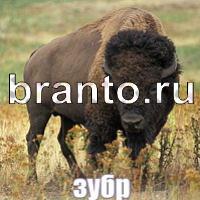 Слова: что на картинке?