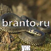 Игра Слова: что на картинке?