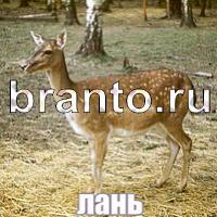 Ответы Слова: что на картинке?