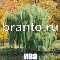 Подсказки Слова: что на картинке