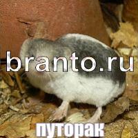 Слова: что на картинке одноклассники