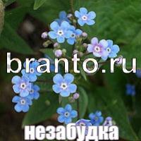 Слова: что на картинке