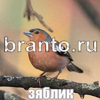 Помощь Слова: что на картинке